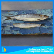 Mejor nueva sardina fresca congelada